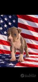 American pitbull terrier