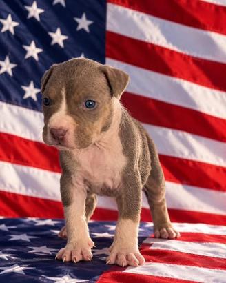 American pitbull terrier