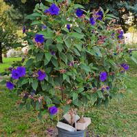 Giardino - piante di tiburchina