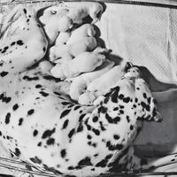 Cuccioli dalmata con pedigree