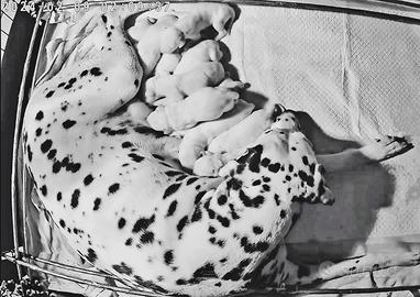 Cuccioli dalmata con pedigree