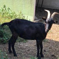 Capre Camosciate - Provincia di Cuneo