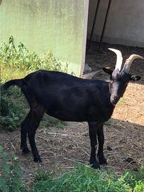 Capre Camosciate - Provincia di Cuneo