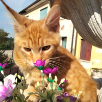 Gattine Maine Coon