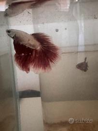 Betta maschio e femmina