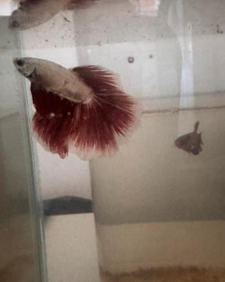 Betta maschio e femmina