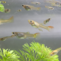 Guppy varie colorazioni