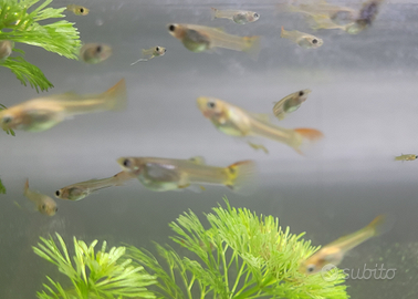Guppy varie colorazioni