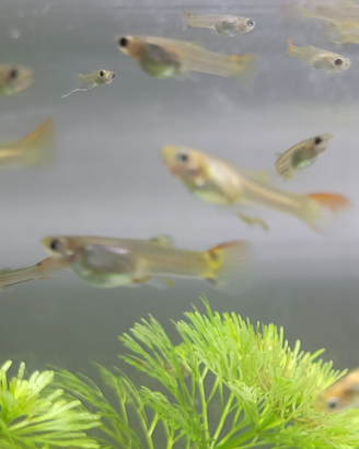 Guppy varie colorazioni