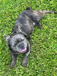 Bouledogue Francese Fluffy Blue Tan per Monte