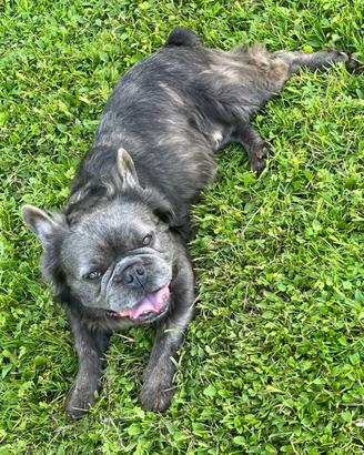 Bouledogue Francese Fluffy Blue Tan per Monte