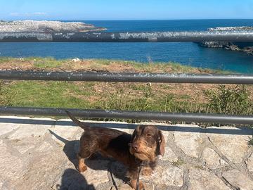 In arrivo cucciolata di bassotto pelo duro