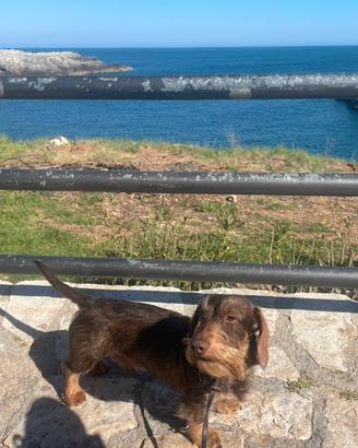 In arrivo cucciolata di bassotto pelo duro