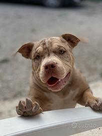 American bully pocket