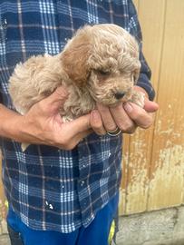 Cuccioli di maltipoo