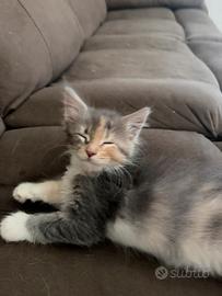 Cuccioli Di Maine Coon