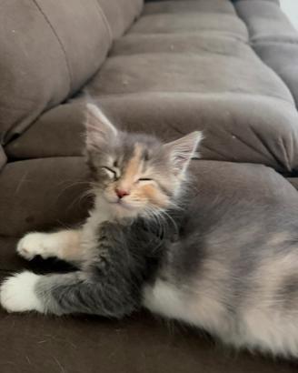 Cuccioli Di Maine Coon