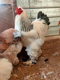 Coppia brahma Columbia