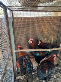 Galli Marans