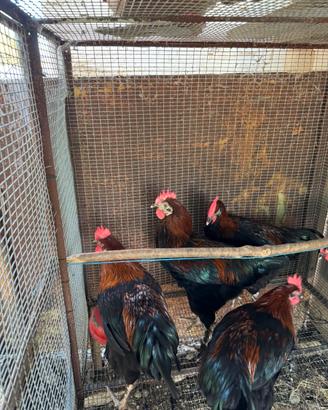 Galli Marans