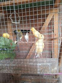 Canari