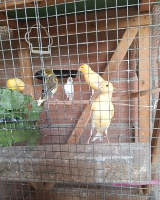 Canari