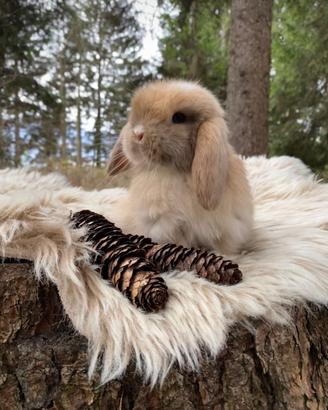 Cuccioli di coniglio nano minilop