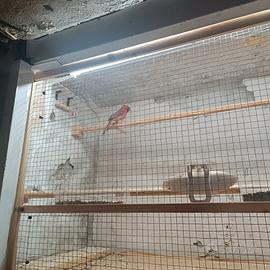 Cardinale della virginia