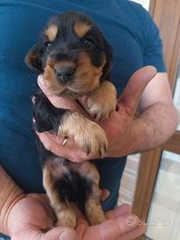 Cocker spaniel