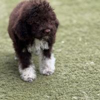 Lagotto romagnolo