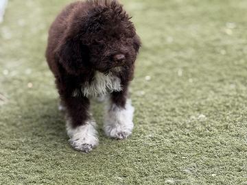 Lagotto romagnolo