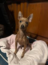 Cucciolo di pincher toy