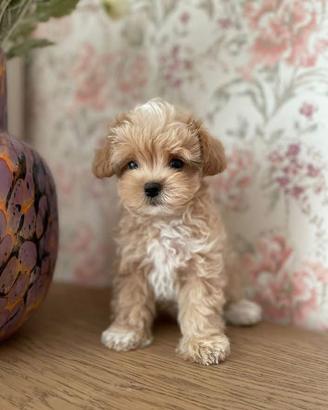 Cucciola maltipoo toy particolor