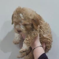 Cuccioli di lagotto