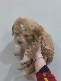 Cuccioli di lagotto