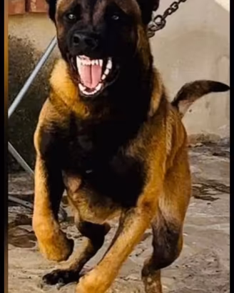 MALINOIS cuccioli
