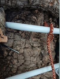 Serpente