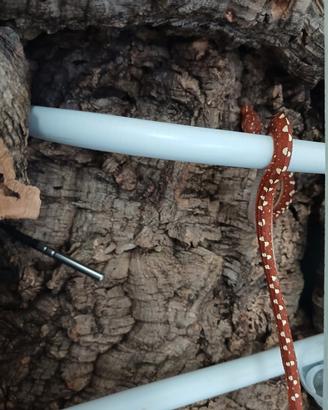 Serpente