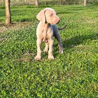 Cuccioli weimaraner