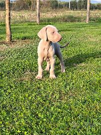 Cuccioli weimaraner