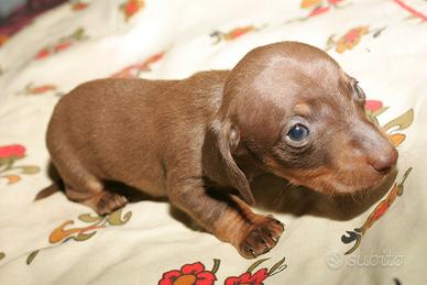 Cucciolo maschio bassotto