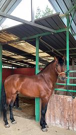 Cavallo spagnolo