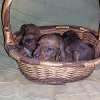 Segugio dell' Appennino