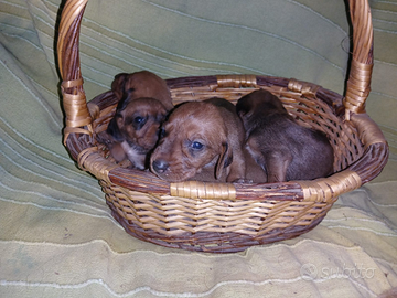 Segugio dell' Appennino