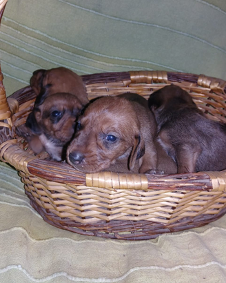 Segugio dell' Appennino