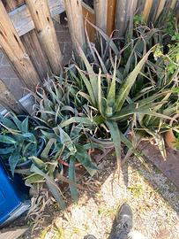 Vebdo pianta di Aloe