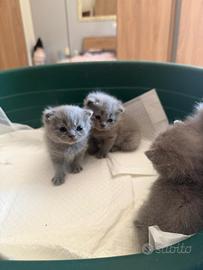 Cuccioli British Shorthair IN PRENOTAZIONE