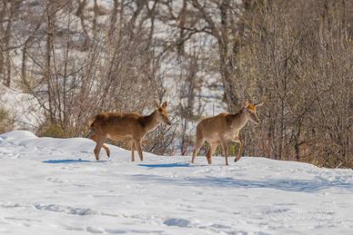 Cervi nella neve, dimensione A3 29,7 X 42 Cm.