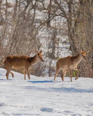 Cervi nella neve, dimensione A3 29,7 X 42 Cm.