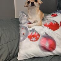 Chihuahua maschio disponibile per monta